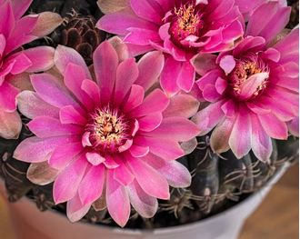 Гимнокалициум Бальда - Gymnocalycium Baldianum, Гимнокалициум Балдианум, высокогорный кактус, красиво цветущий