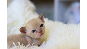 котенок бурмы