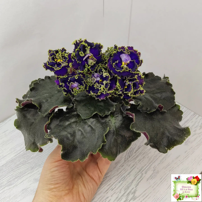 РС-Дремучий Лес (С. Репкина) 2019 г.