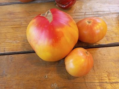 Томат Медовое авеню (Honey avenue)