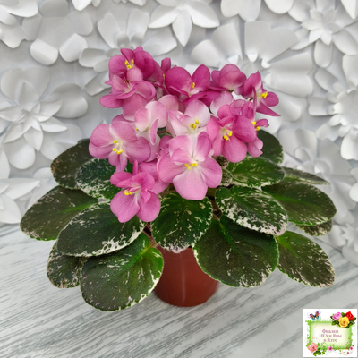 ML-Мама Ирочка (Miniviolets Lux) 2023 г.