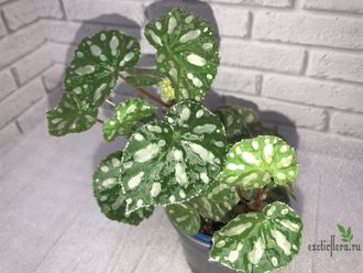 Бегония Jiewhoei Kiew