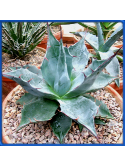 Agave parrasana