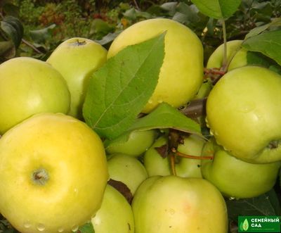 Яблоня "Чудное"