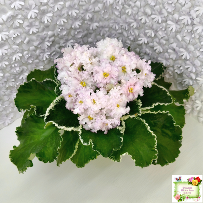 АВ-Богатая Невеста (Фиалковод) 2020 г.