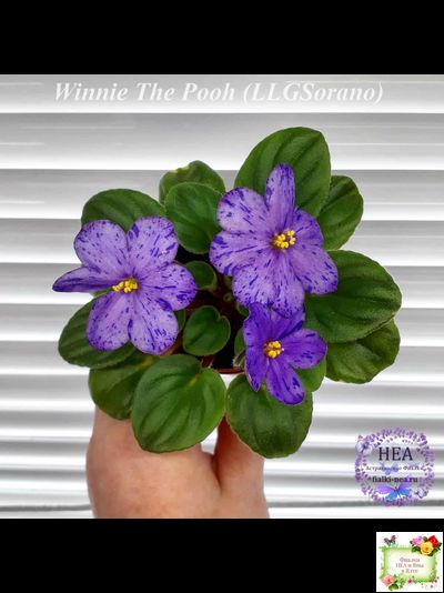 Winnie The Pooh (LLG/Sorano) (клакамас)