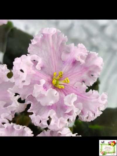 ВаТ-Любимая Внучка (Т.Валькова) 2016 г.