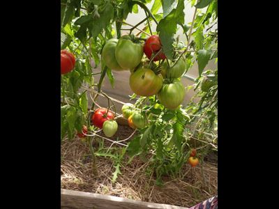 Томат Сердце Хибы (Imini de Hiba), Румыния