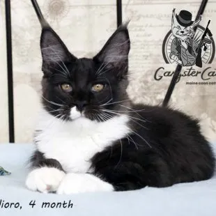 Волгоградский питомник Мейн кунов GangsterCat. Сайт: www.gangstercat.ru Тел: +7 (917) 335-09-66 (WhatsApp, Viber, Telegram), Татьяна.