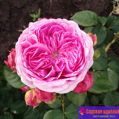 Модерн Арт (Modern Art)