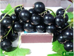 Смородина черная "Ильинка"