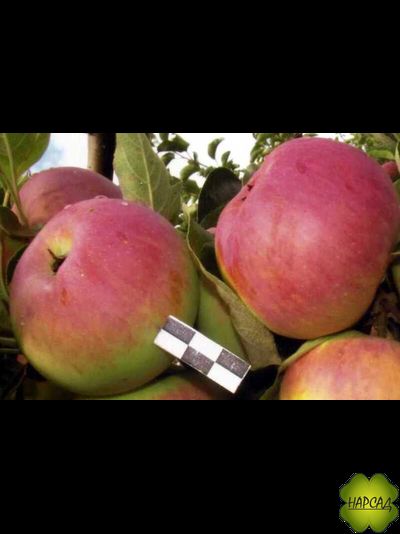 Яблоня "День победы" (триплоидная, лежкие до марта!) Саженец 2 года