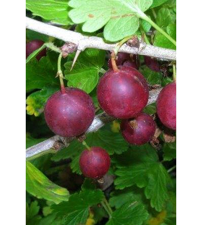 Крыжовник Краснославянский