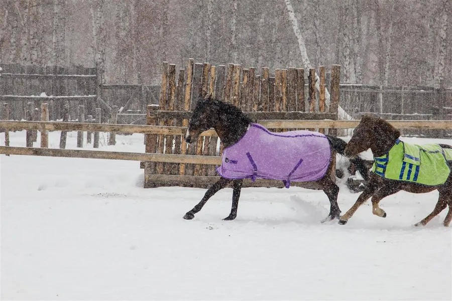 Конный клуб "Добрая лошадка"