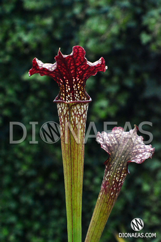 Sarracenia Alata hybrid 2