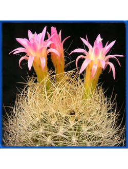 Neoporteria mamillaroides
