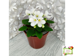 ЛЕ-Принцесса Лея (Е.Лебецкая) 2016 г. (детка)