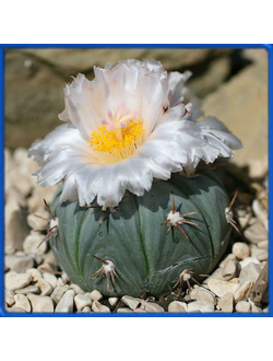 Echinocactus horizonthalonius v. subikii RS 615