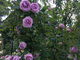 Индиголетта (Indigoletta (Azubis, Blue Lady ®, Morvana, Blue Queen)) роза, ЗКС