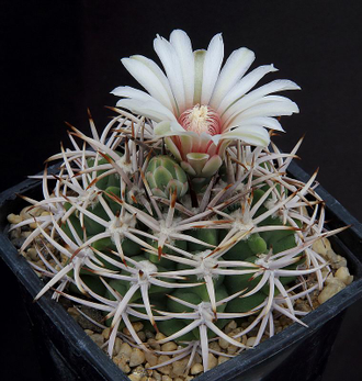 Gymnocalycium ferocior STO 94-866 ? (D=20-25мм)