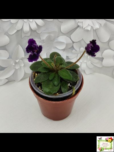 Hunter's Black Talon (K. Muzalewski)