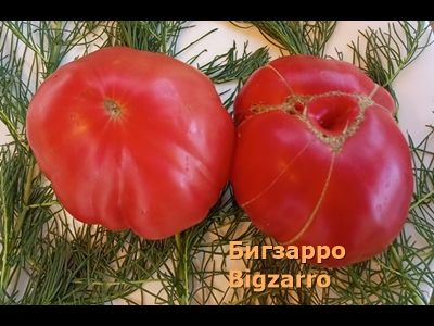 Томат  Бигзарро (Bigzarro), США