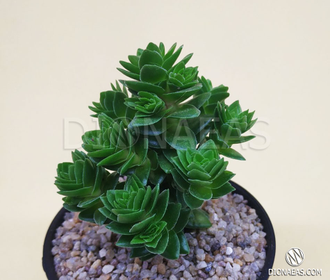 Крассула Эстагнол - Crassula Estagnol, Толстянка Эстагнол