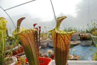 Sarracenia Lidless