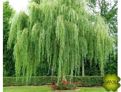 ИВА плакучая "ПАМЯТИ МЕНДОВСКОГО"