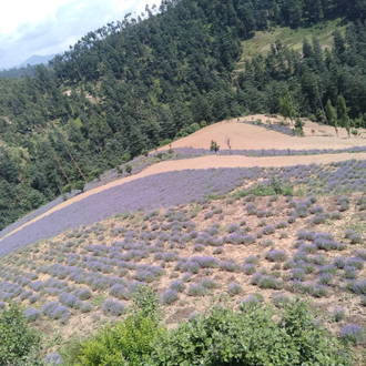 Лаванда горная (Lavandula angustifolia), Кашмир (5 мл) - 100% натуральное эфирное масло