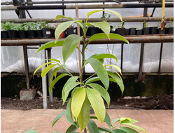 Фикус Бинедикта