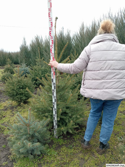 Ель колючая Глаука - фотография измерения - красовский-сад.рф