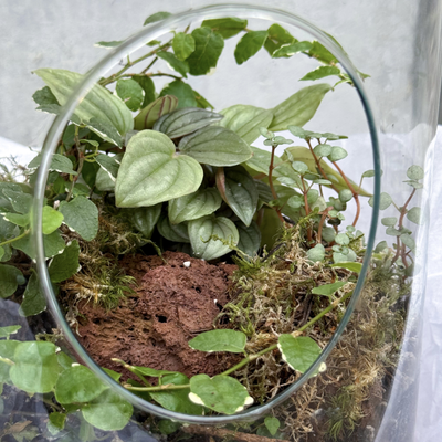 Флорариум Стелла