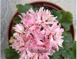 Пеларгония ЛиЛи Лук и Перец