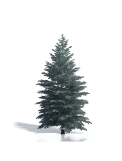 Billboards Ель летняя_14