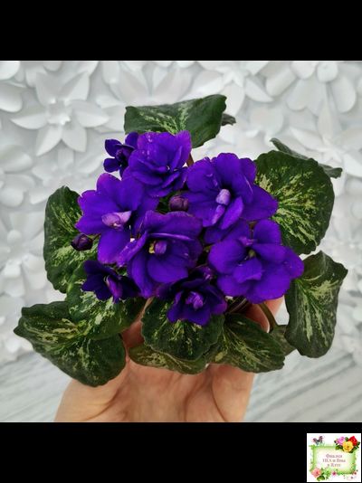 Sterling Trinket (E. Champion) (лист посажен 30.01.26)