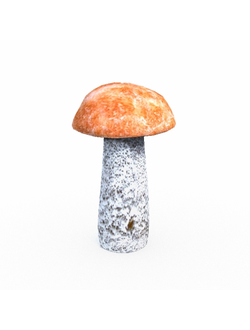 грибы Гриб подосиновик