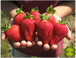 КЛУБНИКА "АЛЬБИОН" (ремонтантная, очень ароматная, сладкая) саженец в ячейке