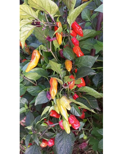 Перец острый  Naga Smooky Rainbow