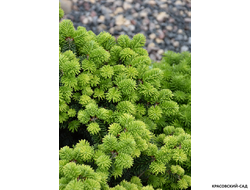 Пихта бальзамическая Пиколло