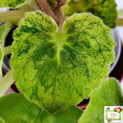 LV-Олег+Алиса (Л. Шевелева) 2025 г. (гёрл-лист с кроновой пестролистностью)