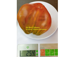 Томат Большой черный волонтер (Big Black Volunteer)