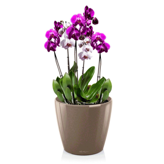 Орхидея Фаленопсис + CLASSICO LS 21
