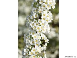 Спирея серая Грефшейм - купить на сайте красовсий-сад.рф