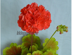 Пеларгония Лили Садовница Карлотта