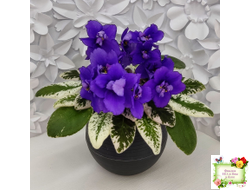 Hodss-Norway (Яна Ходченко) 2019 г. (пестролистный лонг)