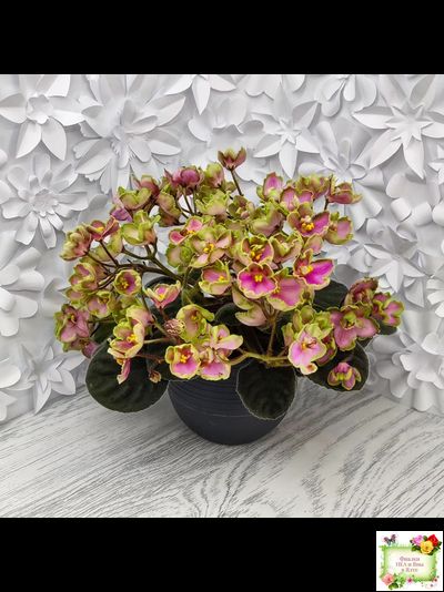 ЛЕ-Ярита (Е.Лебецкая) 2016 г.