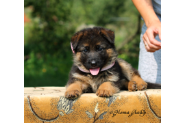 Нота Лайф Естерра 1 мес.