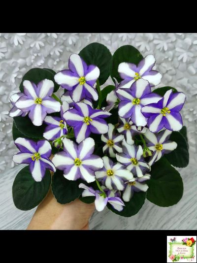 7 Белок (Калгины) химера (пасынок из цветоноса укоренённый)