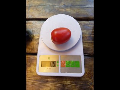 Томат Аргентинская сливка